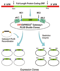 Gateway? PLUS shuttle ORF cDNA clones – Recombination and traditional cloning.